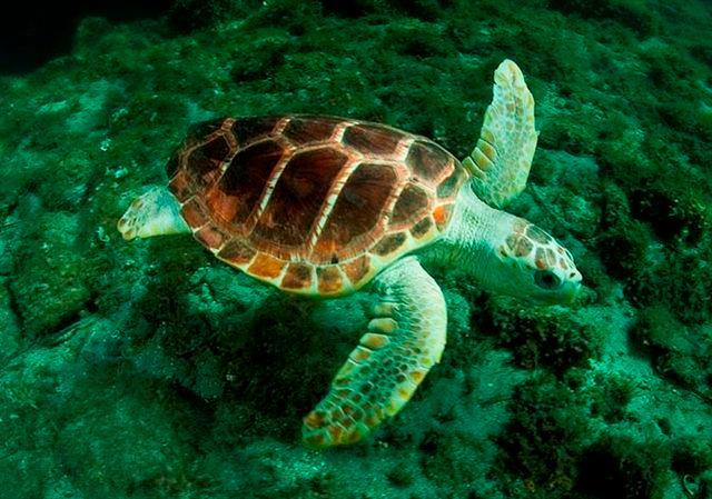 Una tartaruga Caretta Caretta depone le uova nella spiaggia di Capo Malfatano