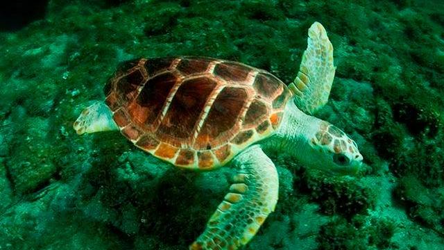 Una tartaruga Caretta Caretta depone le uova nella spiaggia di Capo Malfatano