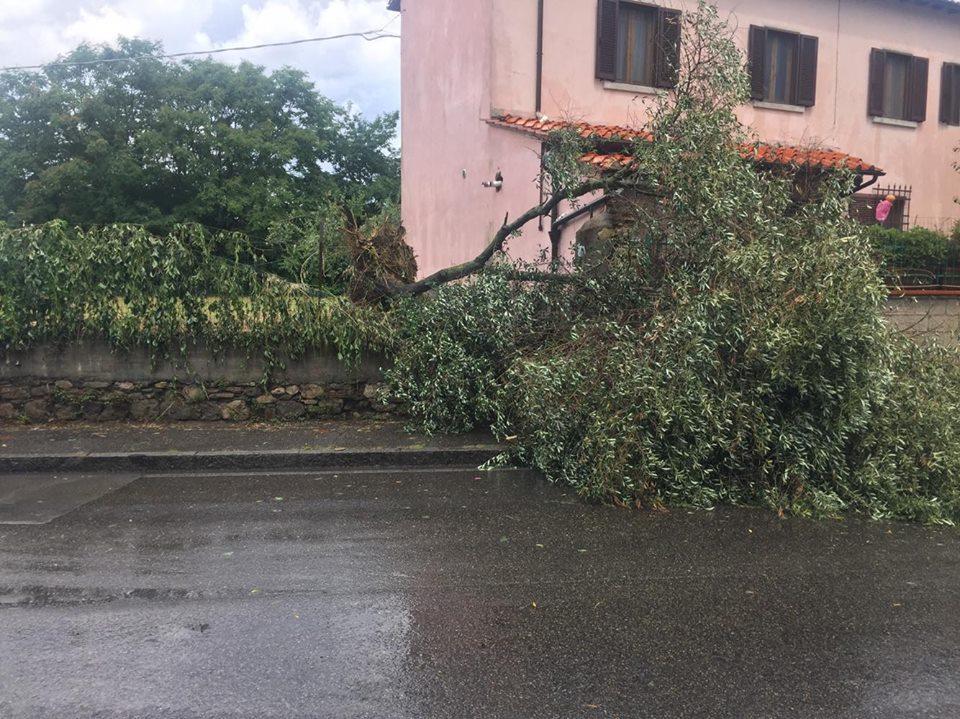 Un albero sradicato in via Galcianese durante il nubifragio
