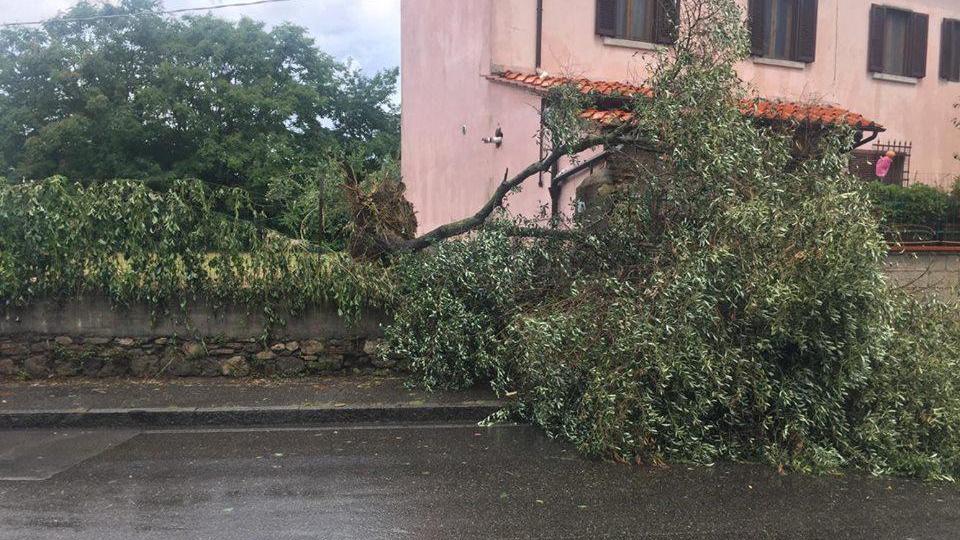 Un albero sradicato in via Galcianese durante il nubifragio