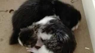 Gattini gettati in un cassonetto