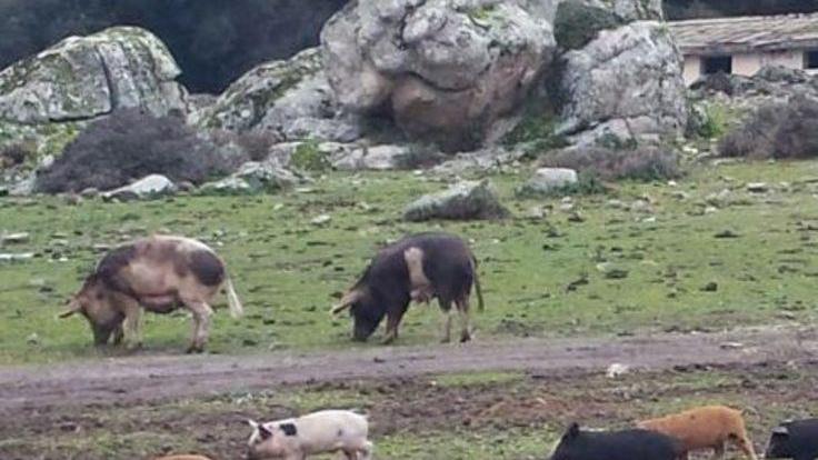 Il sindaco: «Peste suina, mettetevi in regola»