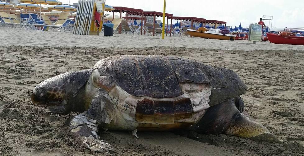 Tartaruga morta sulla spiaggia di Lido 