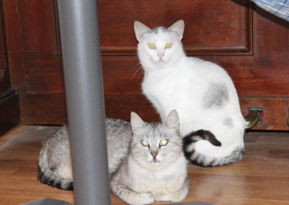 Al Cat bar sono già arrivati i cuccioli 