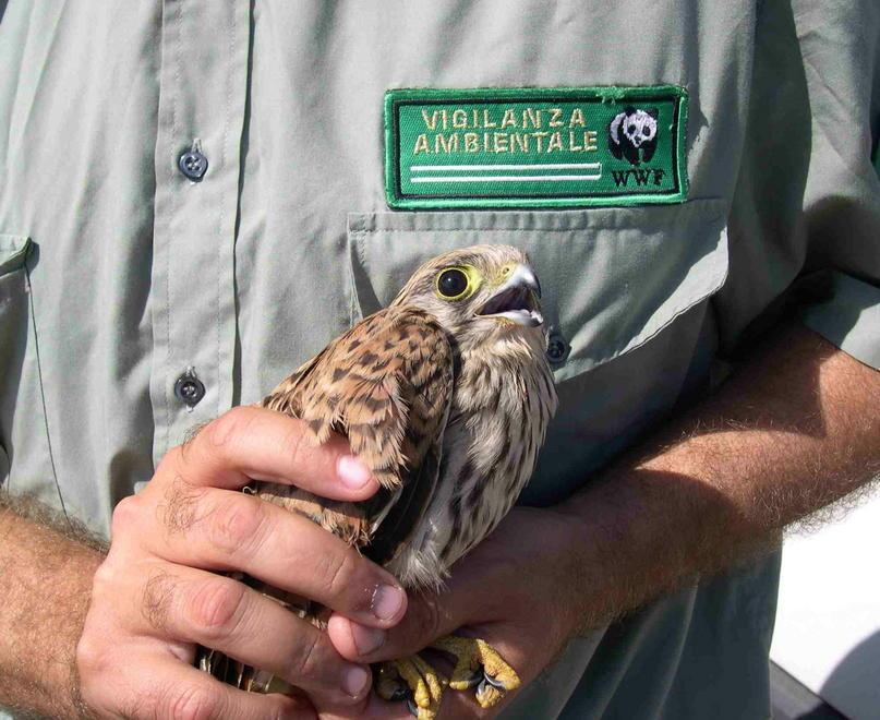 Soccorso animali, il Wwf da solo non ce la fa più 