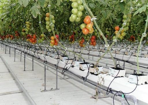 Ecco come apparirà l'interno di Sfera, la nuova serra dalla tecnologia innovativa
