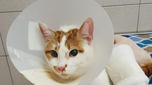 Ferrara, gattino camminerà con zampa bionica