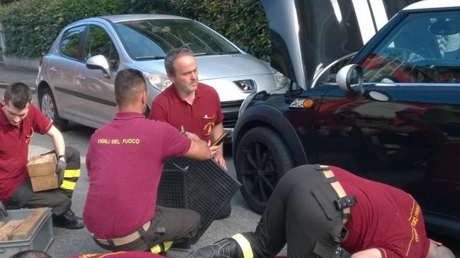 Micio incastrato nel motore salvato dai vigili del fuoco