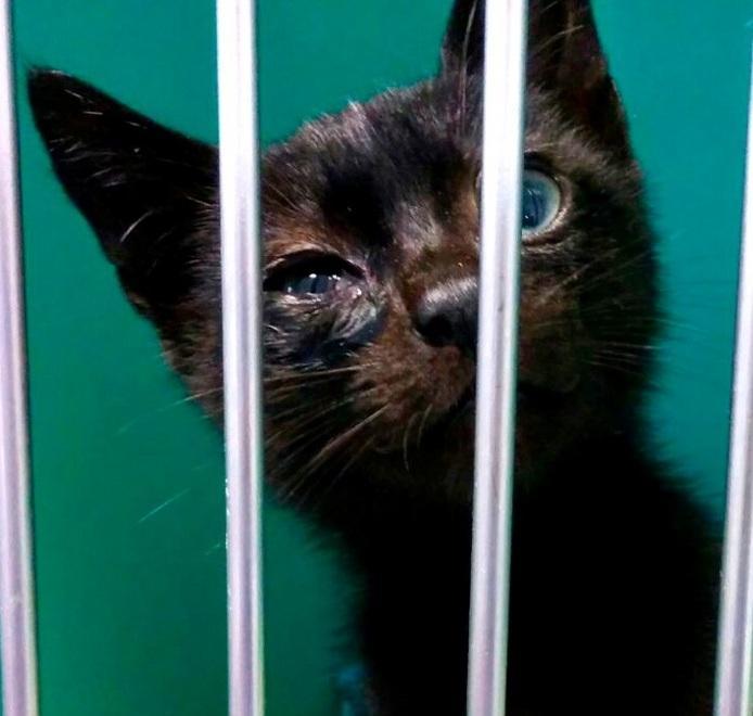 Micio salvato dai vigili del fuoco Ora Nerino cerca una famiglia