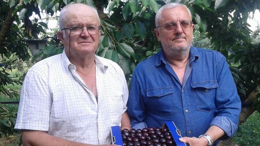 Nasce dai Quattrini di Savignano la ciliegia più buona d’Italia