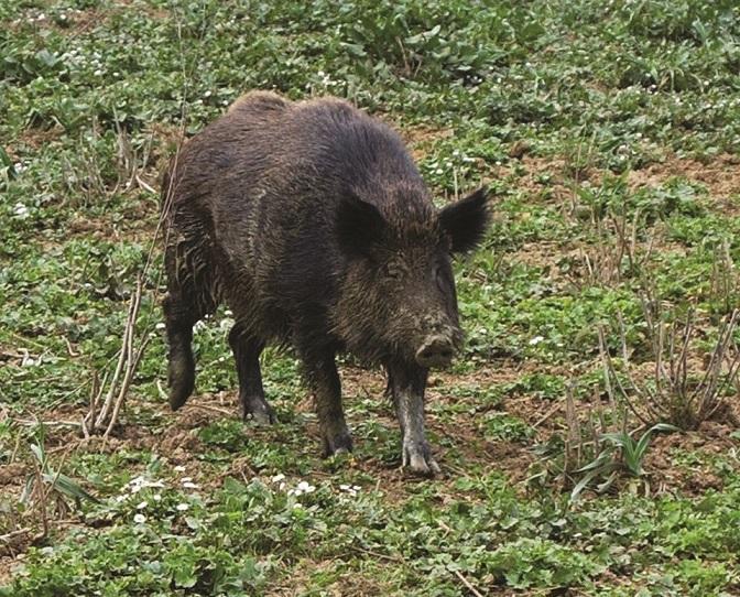 Un cinghiale 