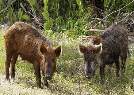 Cinghiali, il Tar ha sospeso l’ordinanza del sindaco 
