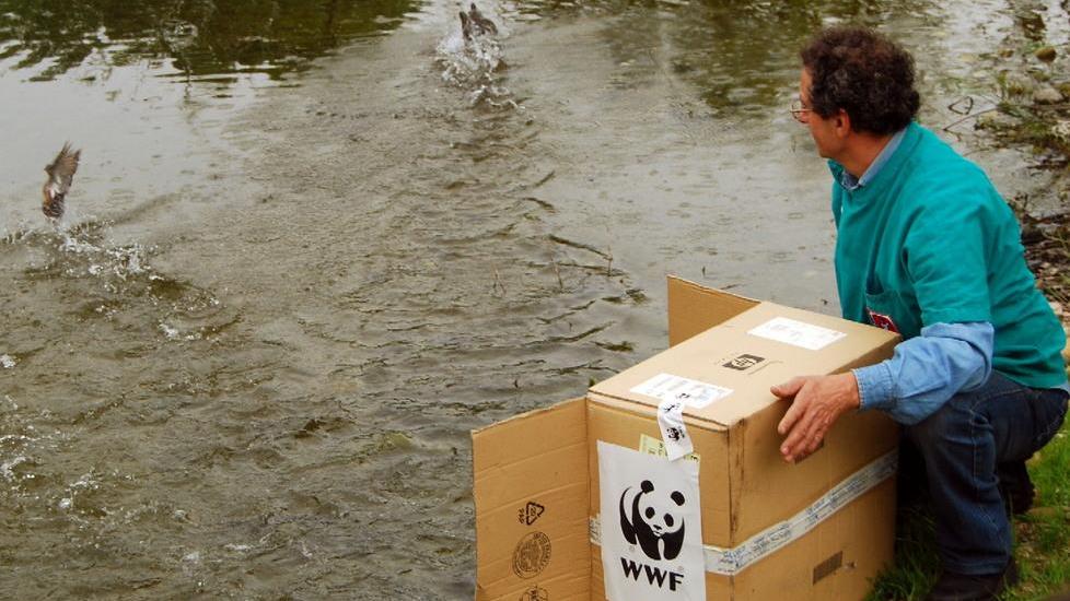 Recupero fauna selvatica, allarme del Wwf