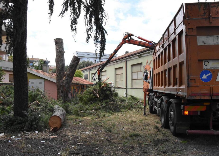 Abbattuti gli alberi al Polo Bianciardi