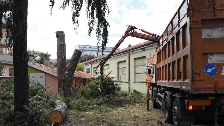 Abbattuti gli alberi al Polo Bianciardi