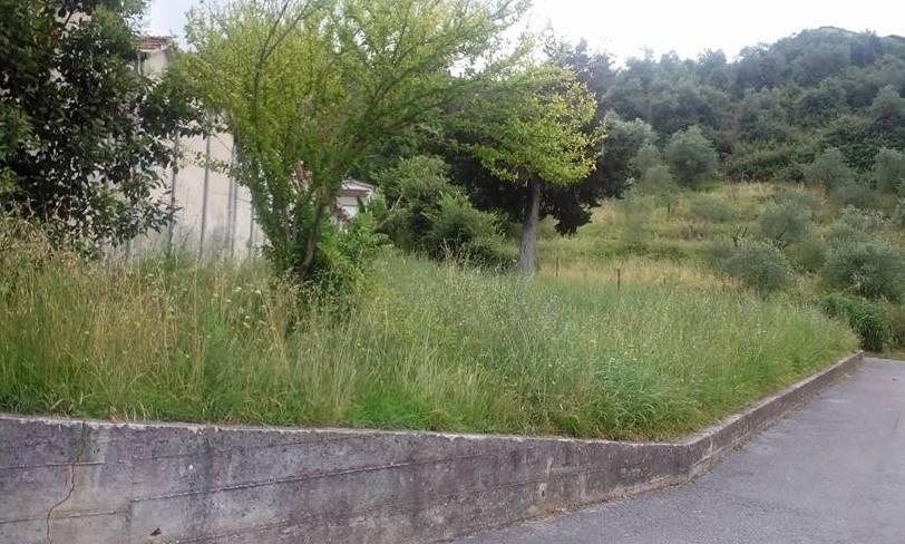 Erbacce alte intorno al cimitero