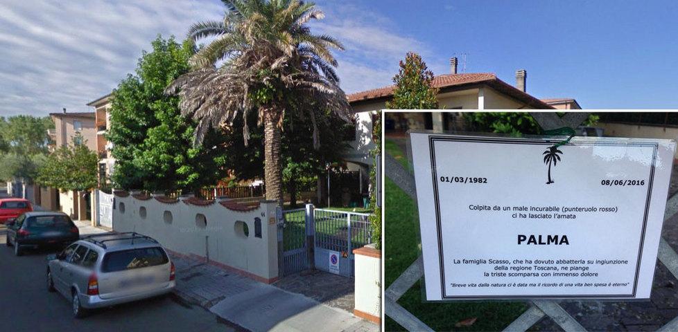 La palma nel giardino della villetta di via Vespucci e il "manifesto funebre" in suo ricordo