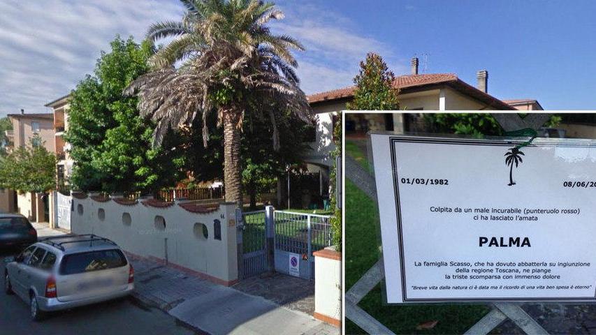 La palma nel giardino della villetta di via Vespucci e il "manifesto funebre" in suo ricordo