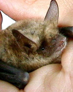 Pipistrelli? Niente più paura degli sterminatori delle zanzare