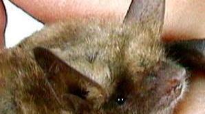 Pipistrelli? Niente più paura degli sterminatori delle zanzare