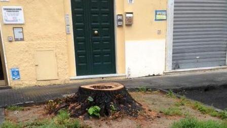 Piazza Crispi ha bisogno di un albero