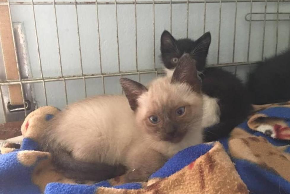 Trovata una colonia felina oltre cento gatti da adottare 