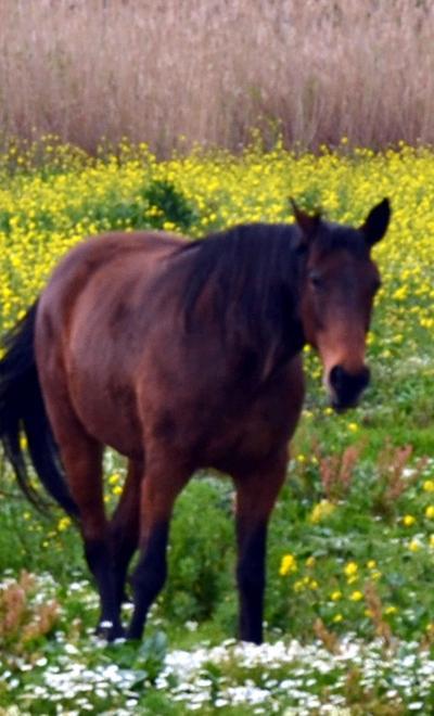 Ossi, grave dopo la caduta da cavallo 