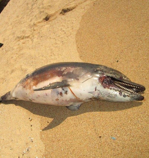 Ancora un delfino mutilato nelle spiagge di Orosei 