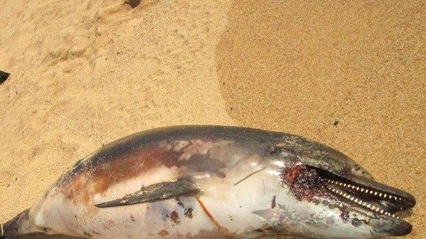 Ancora un delfino mutilato nelle spiagge di Orosei 