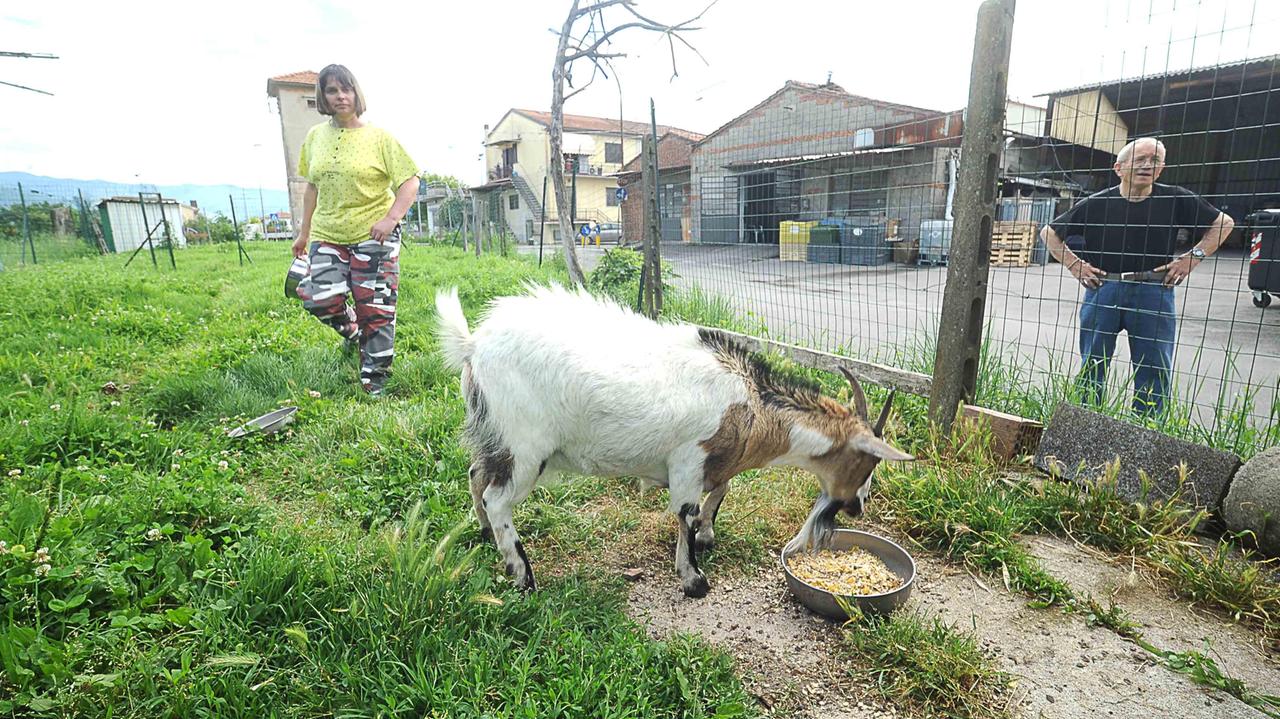 Una dei proprietari nel recinto delle capre (foto Lorenzo Gori)