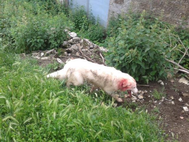 Un cane in giardino