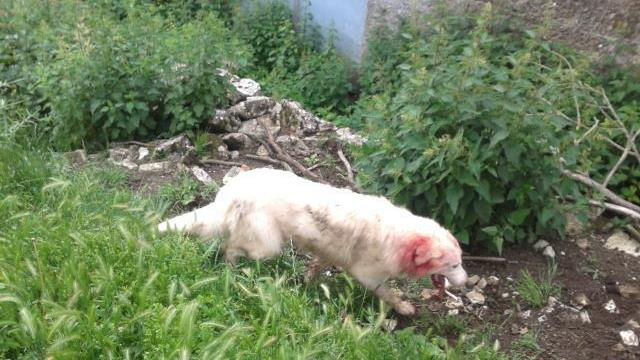 Un cane in giardino