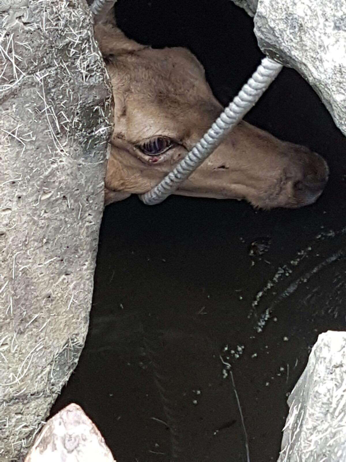 Il cucciolo di daino finito nel crepaccio