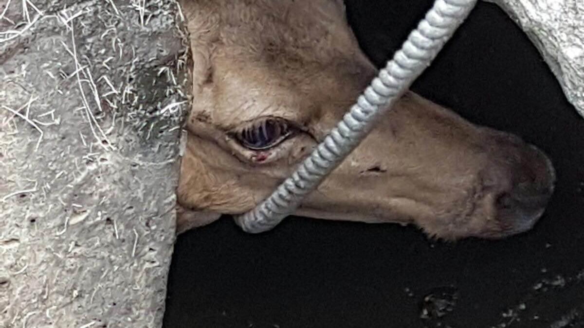 Il cucciolo di daino finito nel crepaccio
