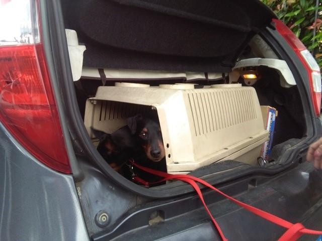 I pincher nel bagagliaio dell'auto