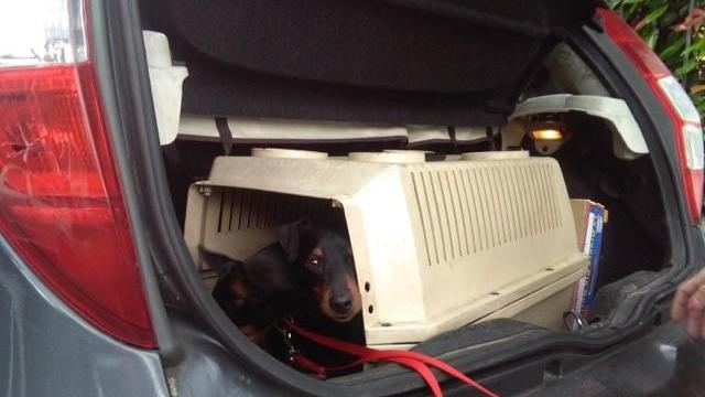 I pincher nel bagagliaio dell'auto