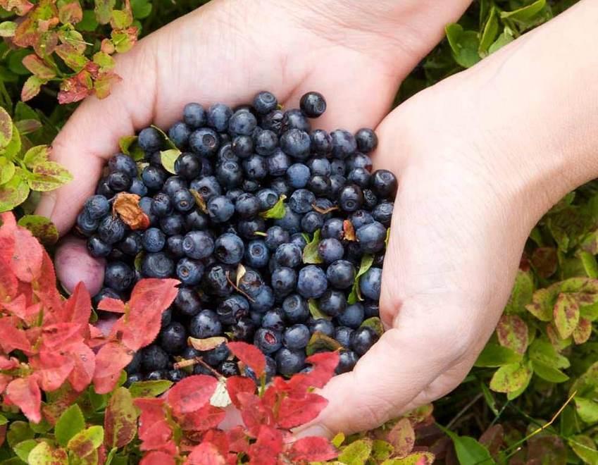 Così il mirtillo nero dell’Appennino mi ha conquistato 