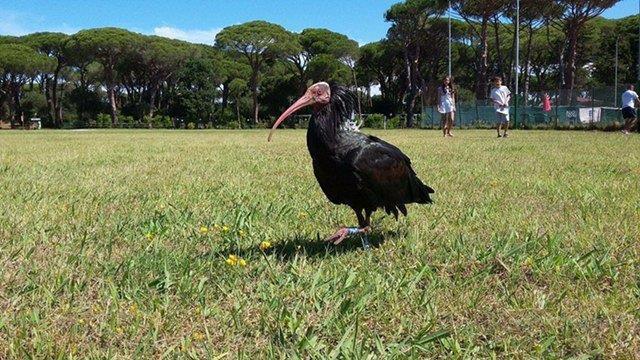 Ecco qua l'esemplare di ibis mentre passeggiava a Punta Ala (foto Issich)
