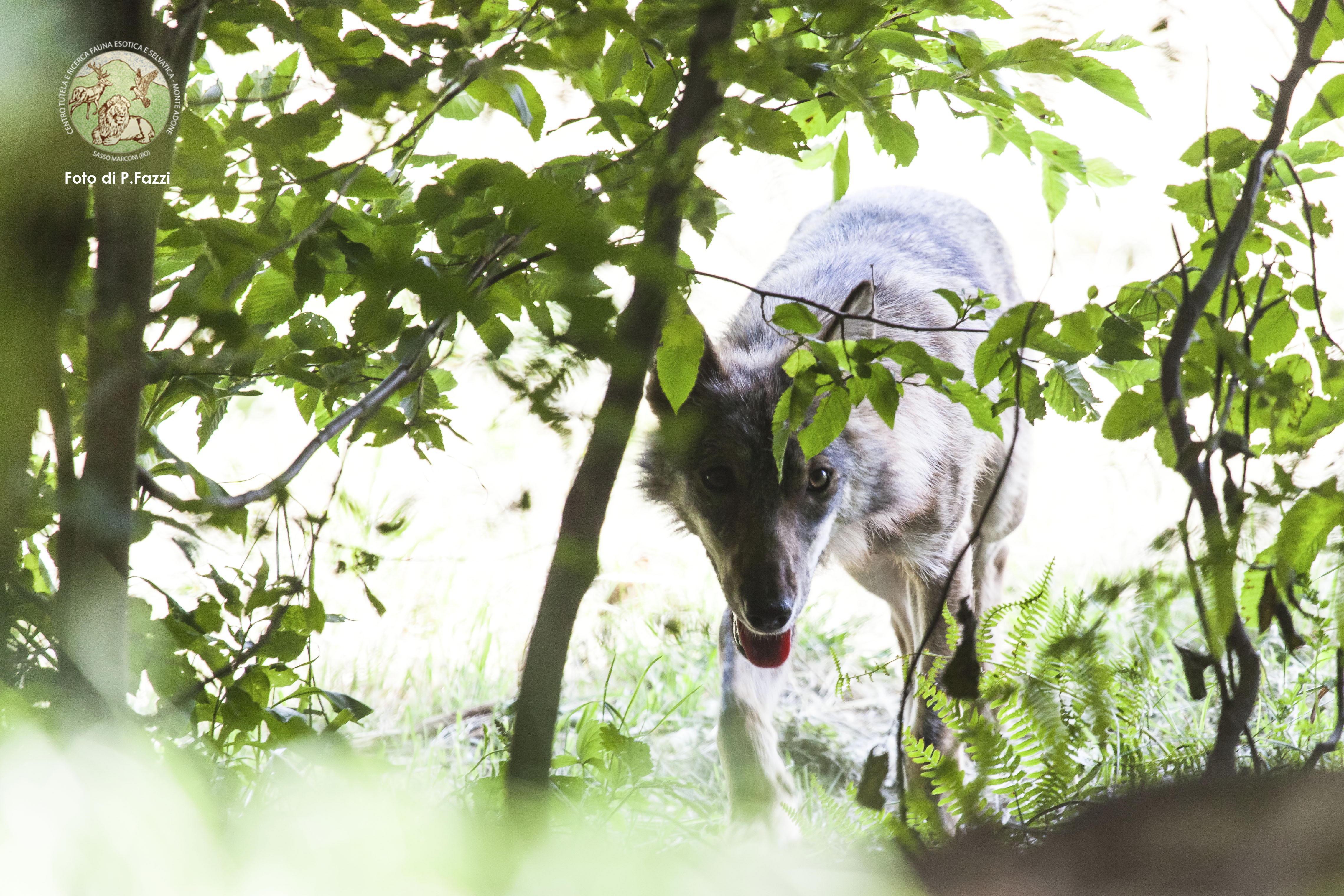 Lara, guarita dopo un atto di bracconaggio 