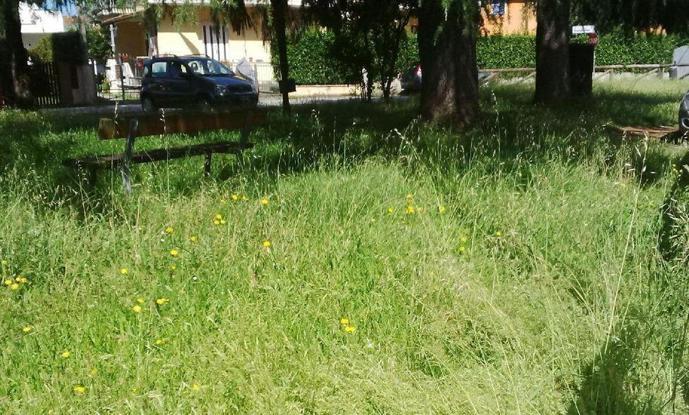 Erba alta e sporco nel parco pubblico
