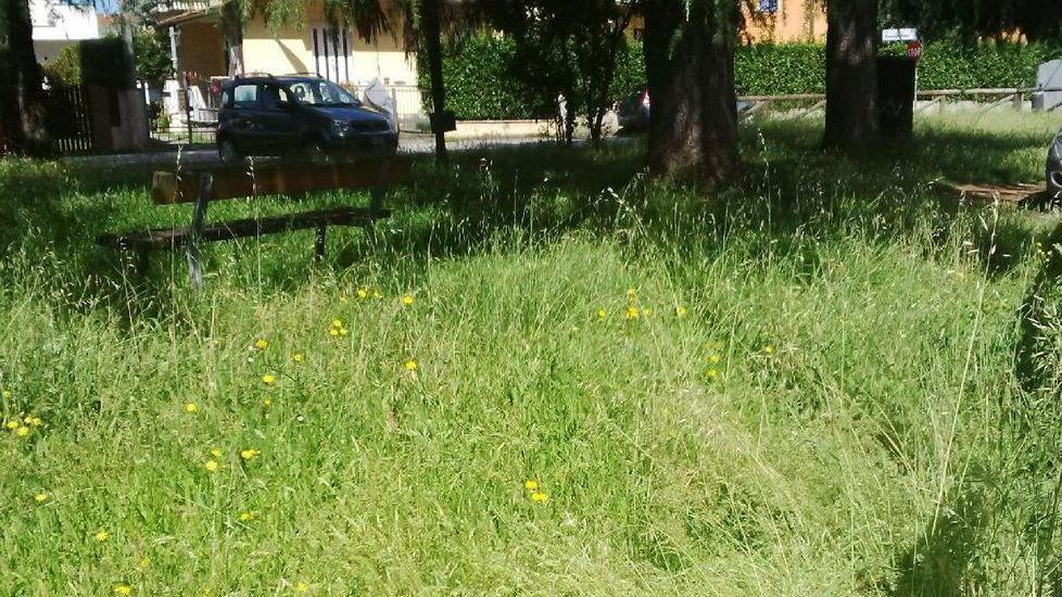 Erba alta e sporco nel parco pubblico