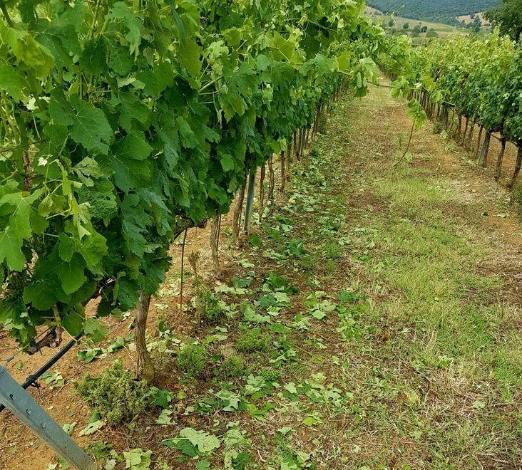 La grandinata distrugge le viti del Morellino 