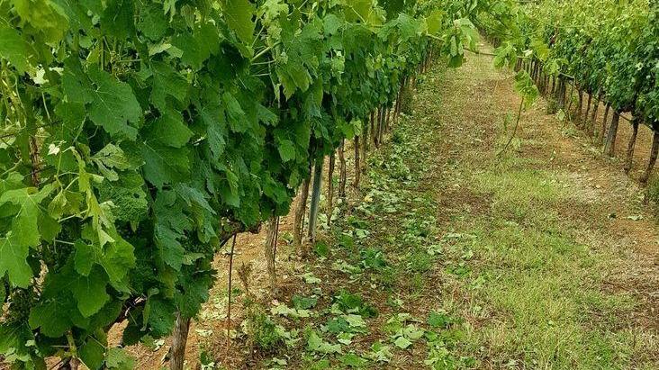 La grandinata distrugge le viti del Morellino