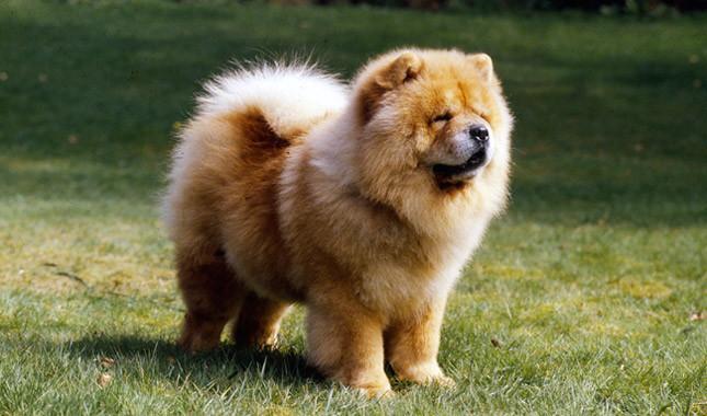 Un esemplare di razza chow chow