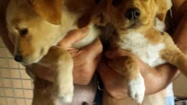 Emergenza cani abbandonati. Ora li mollano nei cimiteri