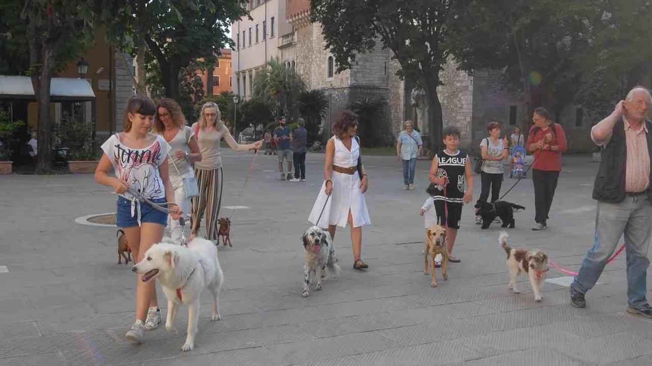 No ai cani in piazza D’Armi: palazzo civico non arretra