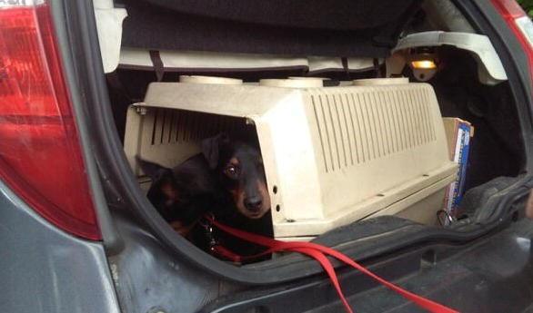 Lascia i cani chiusi nel bagagliaio 