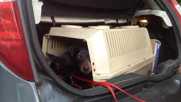 Lascia i cani chiusi nel bagagliaio