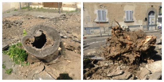 I ceppi malati dei tigli tagliati in piazza San Niccolò (foto Batavia)