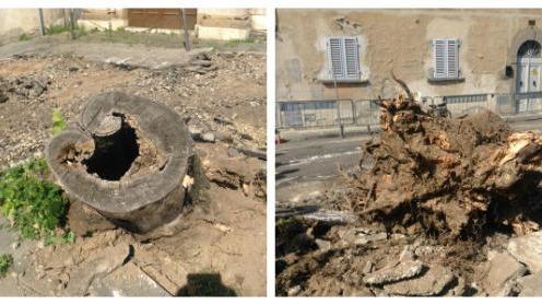 I ceppi malati dei tigli tagliati in piazza San Niccolò (foto Batavia)